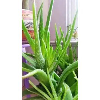 Aloe Vera Plants